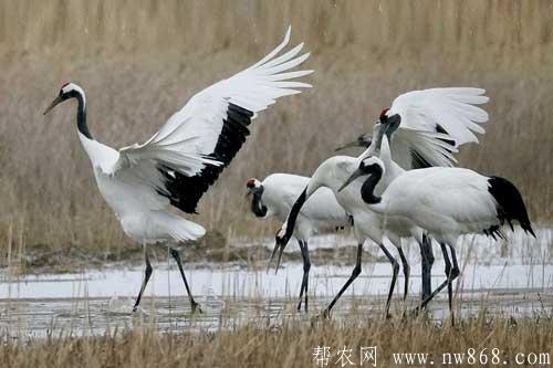 丹頂鶴人工飼養方法|丹頂鶴生物學特征