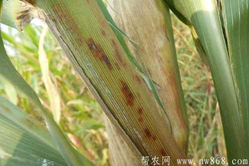 玉米發生褐斑病的危害癥狀、規律及防治措施 玉米發生褐斑病的危害癥狀、規律及防治措施