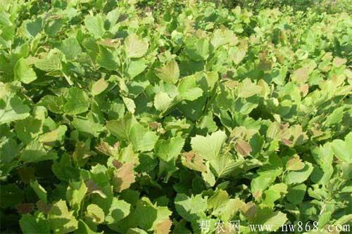 橡子種植方法及林間管理措施