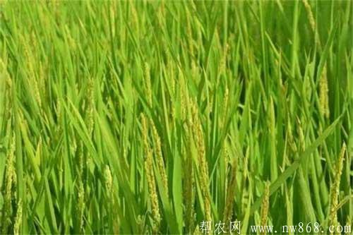 水稻拔節長穗期的種植管理方法 水稻拔節長穗期的種植管理方法
