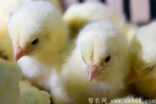 白羽肉雞的籠養技術