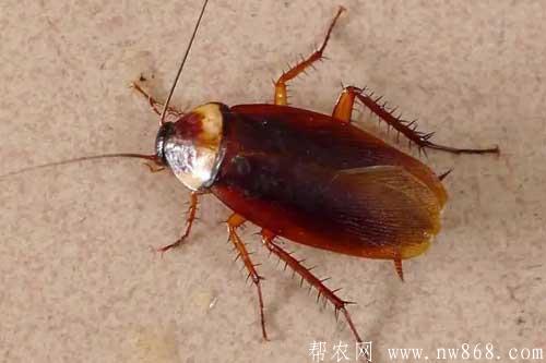 家中有蟑螂怎么消滅最徹底？介紹七種消滅蟑螂的小妙招