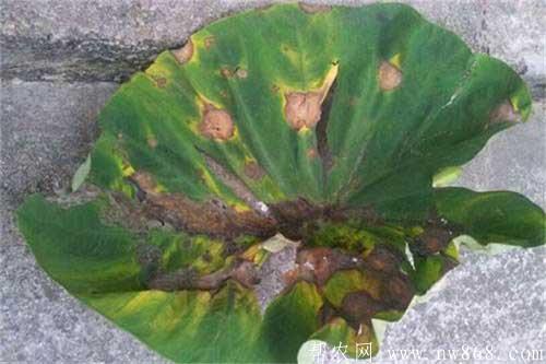 芋頭生長過程中常見病蟲害的防治方法