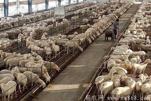 養(yǎng)羊技術(shù)——冬季羊圈消毒措施和注意事項