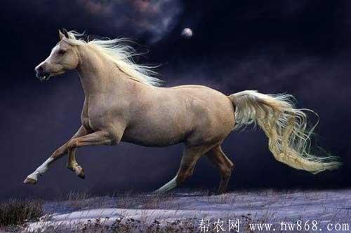 自然界中動物尾巴的作用是什么？