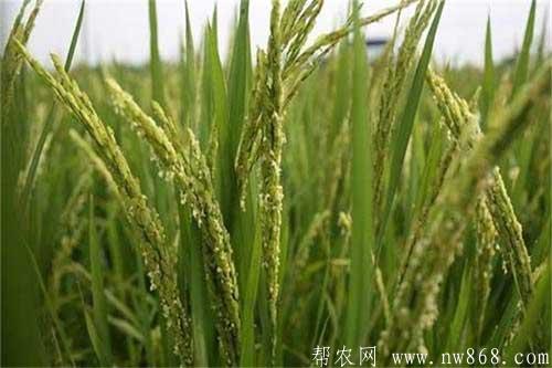 水稻抽穗困難是什么原因引起的，如何解決？