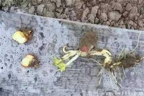 花生種植過程中出現爛種的原因及補救措施