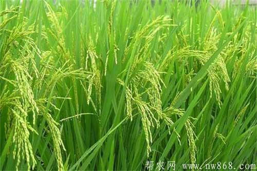 黑米水稻抽穗結實期種植管理技術