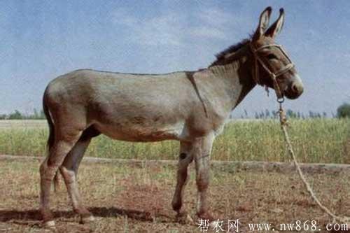 新疆驢養(yǎng)殖技術(shù)及育肥方法