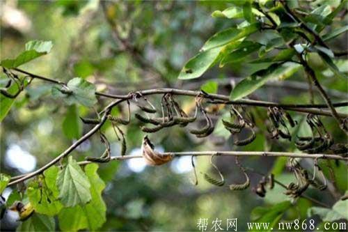 芝麻種植進入結蒴期需要注意什么