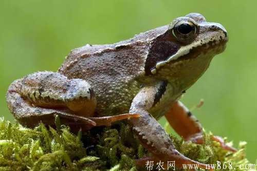 哈士蟆是什么？哈士蟆有哪些生活習性和經(jīng)濟價值？