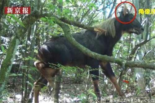 四不像屬于什么動物?長什么樣子?附四不像的真正圖片! 四不像屬于什么動物?長什么樣子?附四不像的真正圖片!