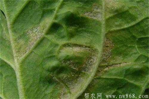 大豆生長過程中發生霜霉病怎樣防治