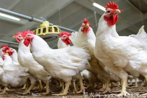怎樣養(yǎng)殖白羽肉雞？飼養(yǎng)和管理過程中需要注意哪些問題？