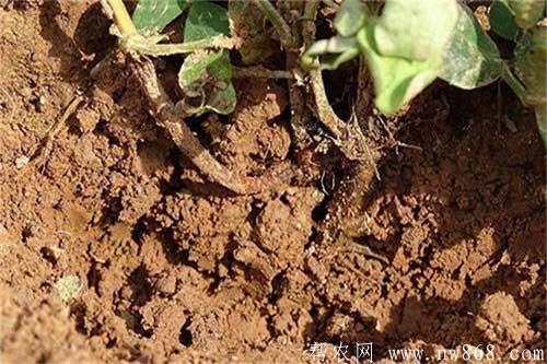 花生死苗是哪些原因引起的？怎樣防治？