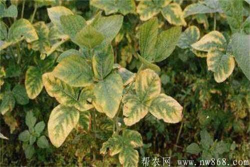 大豆缺少營養元素癥狀以及防治措施