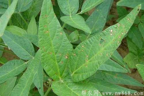 大豆缺少營養元素癥狀以及防治措施 大豆缺少營養元素癥狀以及防治措施