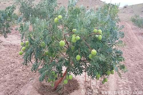 文冠果田間種植管理技術要求 文冠果田間種植管理技術要求