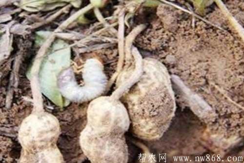 花生重茬種植對生長有哪些影響? 花生重茬種植對生長有哪些影響?