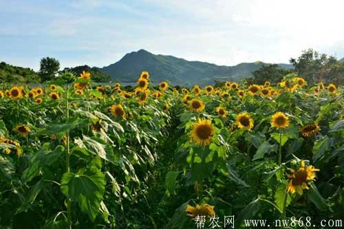 向日葵籽粒出現(xiàn)空殼的原因及解決方法 向日葵籽粒出現(xiàn)空殼的原因及解決方法