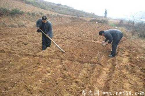 花生重茬種植對生長有哪些影響? 花生重茬種植對生長有哪些影響?