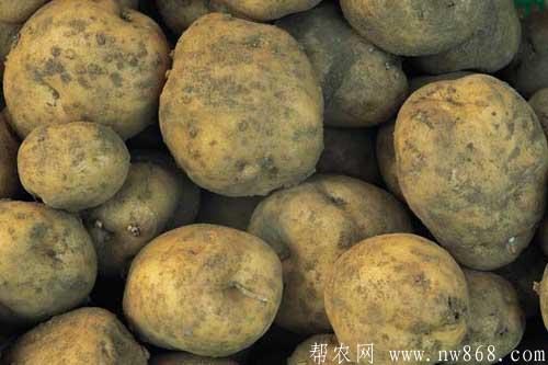 馬鈴薯發芽還能吃么?馬鈴薯中毒怎么辦? 馬鈴薯發芽還能吃么?馬鈴薯中毒怎么辦?