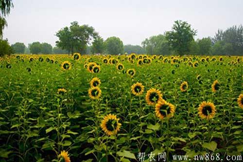 向日葵籽粒出現(xiàn)空殼的原因及解決方法 向日葵籽粒出現(xiàn)空殼的原因及解決方法