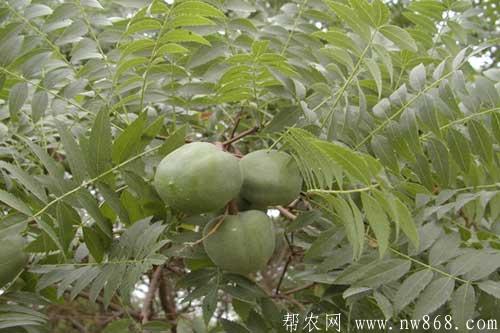 文冠果田間種植管理技術要求 文冠果田間種植管理技術要求