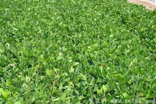 花生重茬種植對生長有哪些影響? 花生重茬種植對生長有哪些影響?