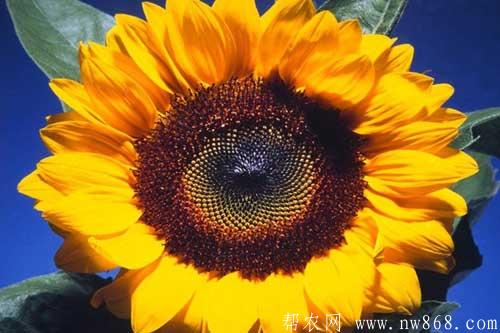 向日葵籽粒出現(xiàn)空殼的原因及解決方法 向日葵籽粒出現(xiàn)空殼的原因及解決方法