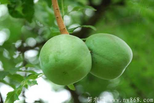 文冠果田間種植管理技術要求 文冠果田間種植管理技術要求