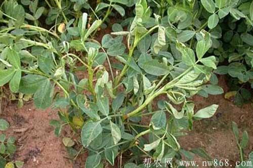 花生重茬種植對生長有哪些影響? 花生重茬種植對生長有哪些影響?