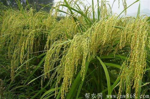 粳米種植方法及田間管理技術