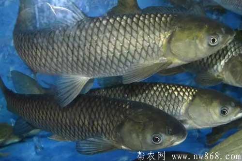 脆肉鯇養(yǎng)殖技術(shù)及注意事項