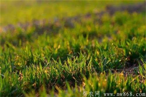 小麥種植過程中出現苗弱苗黃是哪些原因造成的？