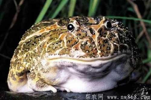 養(yǎng)殖蟾蜍能賺錢嗎？蟾蜍養(yǎng)殖的前景好不好？