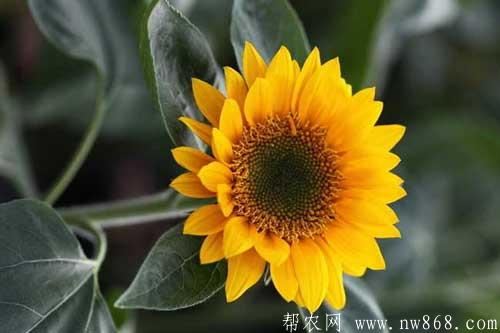 向日葵為何向著太陽|向日葵屬于什么植物