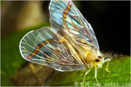 白蠟蟲經(jīng)濟價值、生活習性以及養(yǎng)殖采收方法