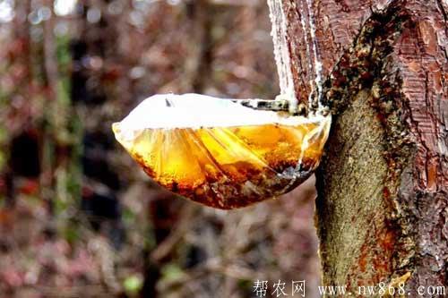 蒸汽法加工松脂獲取松香工藝