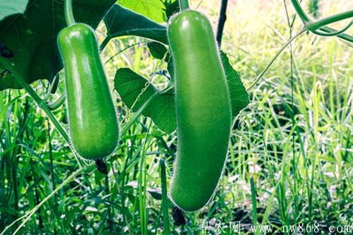 小暑吃什么傳統(tǒng)食物比較好？告訴你十二種最好的食物！