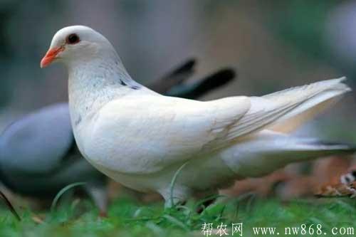 怎樣養(yǎng)殖白羽王鴿？養(yǎng)殖白羽王鴿需要注意哪些問題？