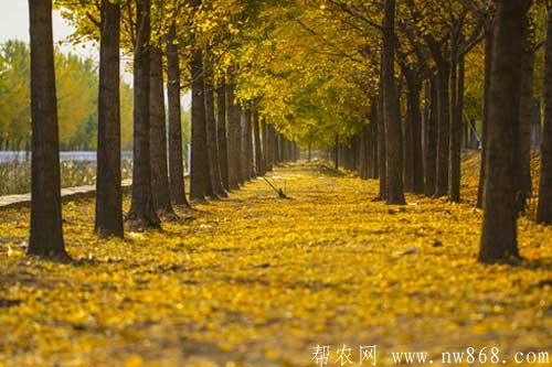 南雄銀杏最佳觀賞期是什么時(shí)間?南雄銀杏的葉片有哪些功效和作用? 南雄銀杏最佳觀賞期是什么時(shí)間?南雄銀杏的葉片有哪些功效和作用?