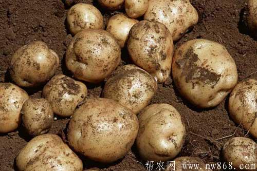 馬鈴薯發芽還能吃么？馬鈴薯中毒怎么辦？