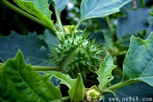 刺蘋果能吃嗎？刺蘋果如何種植？