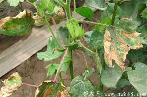 棉花種植過程中出現僵苗的原因及防治方法