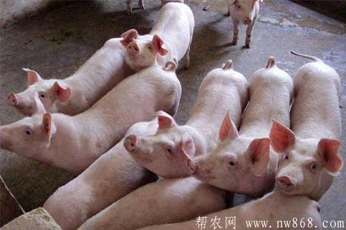 養(yǎng)豬問(wèn)題——育肥豬長(zhǎng)得慢怎么辦