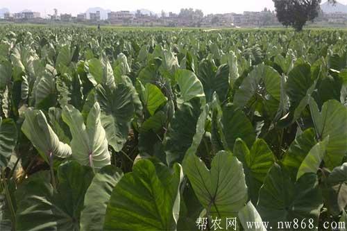 香芋是怎樣種植的？香芋種植需要注意哪些問題？