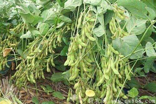 大豆倒伏的原因及大豆倒伏的預防措施 大豆倒伏的原因及大豆倒伏的預防措施