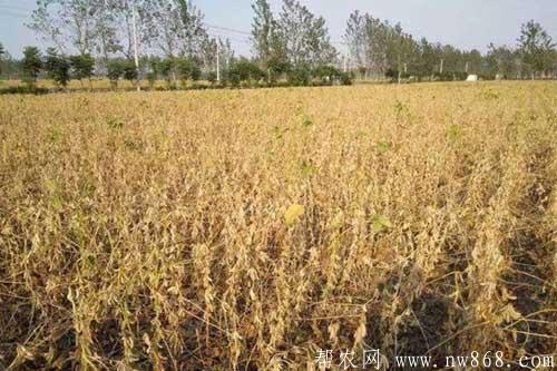大豆倒伏的原因及大豆倒伏的預防措施 大豆倒伏的原因及大豆倒伏的預防措施