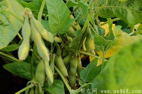 黃豆的生長包括哪些過程 黃豆的生長包括哪些過程